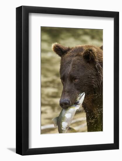 USA, Alaska, Katmai NP, Coastal Brown Bear eating salmon.-Paul Souders-Framed Photographic Print