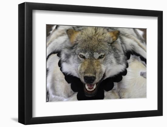 USA, Alaska, Ketchikan, Downtown Summertime. Wolf Skin-Savanah Stewart-Framed Photographic Print