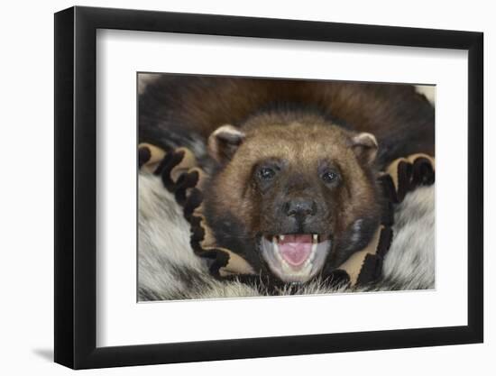 USA, Alaska, Ketchikan, Downtown Summertime-Savanah Stewart-Framed Photographic Print