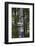 USA, Alaska, Ketchikan, Totem Bight State Historical Park-Savanah Stewart-Framed Photographic Print