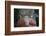 USA, Alaska, Ketchikan, Totem Bight State Historical Park-Savanah Stewart-Framed Photographic Print