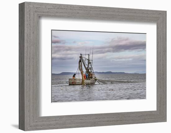 USA, Alaska, Kodiak, Chiniak Bay. Commercial fishing for salmon.-Frank Zurey-Framed Photographic Print