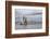 USA, Alaska, Kodiak, Chiniak Bay. Commercial fishing for salmon.-Frank Zurey-Framed Photographic Print