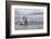 USA, Alaska, Kodiak, Chiniak Bay. Commercial fishing for salmon.-Frank Zurey-Framed Photographic Print