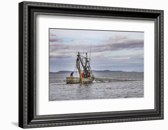 USA, Alaska, Kodiak, Chiniak Bay. Commercial fishing for salmon.-Frank Zurey-Framed Photographic Print