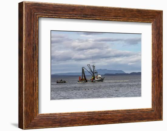 USA, Alaska, Kodiak, Chiniak Bay. Commercial fishing for salmon.-Frank Zurey-Framed Photographic Print