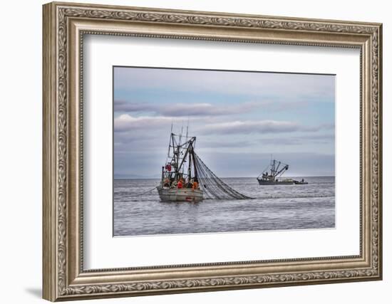 USA, Alaska, Kodiak, Chiniak Bay. Commercial fishing for salmon.-Frank Zurey-Framed Photographic Print