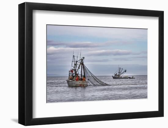 USA, Alaska, Kodiak, Chiniak Bay. Commercial fishing for salmon.-Frank Zurey-Framed Photographic Print