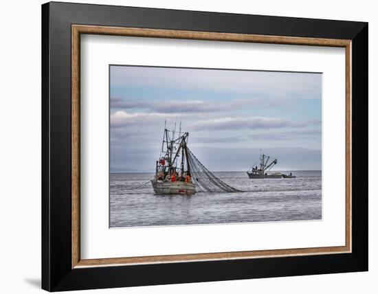 USA, Alaska, Kodiak, Chiniak Bay. Commercial fishing for salmon.-Frank Zurey-Framed Photographic Print