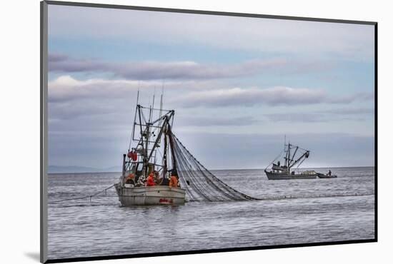 USA, Alaska, Kodiak, Chiniak Bay. Commercial fishing for salmon.-Frank Zurey-Mounted Photographic Print