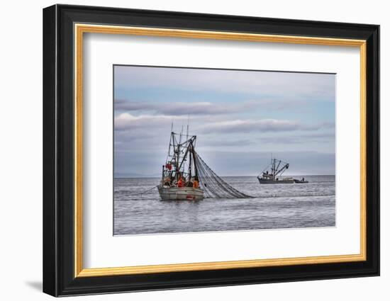 USA, Alaska, Kodiak, Chiniak Bay. Commercial fishing for salmon.-Frank Zurey-Framed Photographic Print