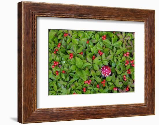 USA, Alaska, Nancy Lake State Recreation Area. Bunchberry and fly agaric mushrooms.-Jaynes Gallery-Framed Photographic Print