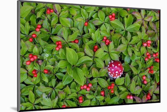 USA, Alaska, Nancy Lake State Recreation Area. Bunchberry and fly agaric mushrooms.-Jaynes Gallery-Mounted Photographic Print