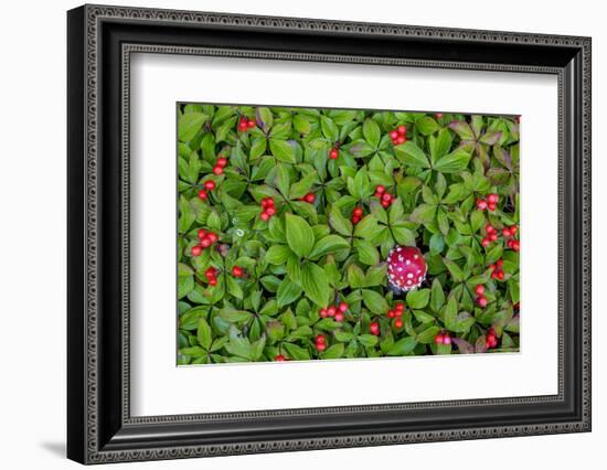 USA, Alaska, Nancy Lake State Recreation Area. Bunchberry and fly agaric mushrooms.-Jaynes Gallery-Framed Photographic Print