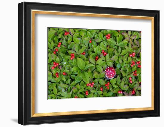 USA, Alaska, Nancy Lake State Recreation Area. Bunchberry and fly agaric mushrooms.-Jaynes Gallery-Framed Photographic Print