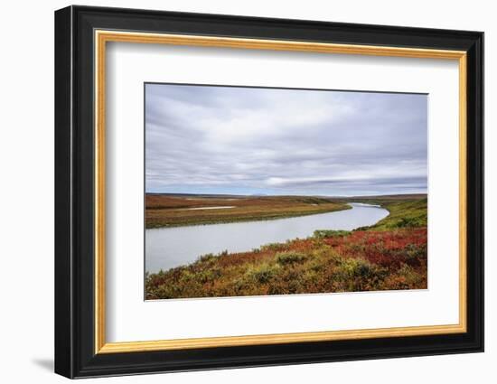 USA, Alaska, Noatak National Preserve. Autumn colors along the Noatak River.-Fredrik Norrsell-Framed Photographic Print