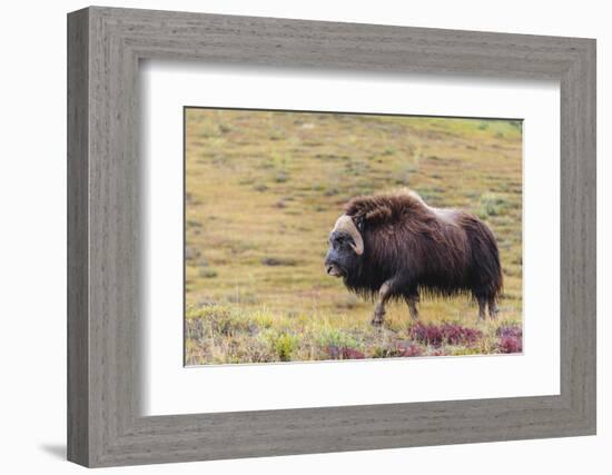 USA, Alaska, Noatak National Preserve. Bull Muskox on the arctic tundra.-Fredrik Norrsell-Framed Photographic Print