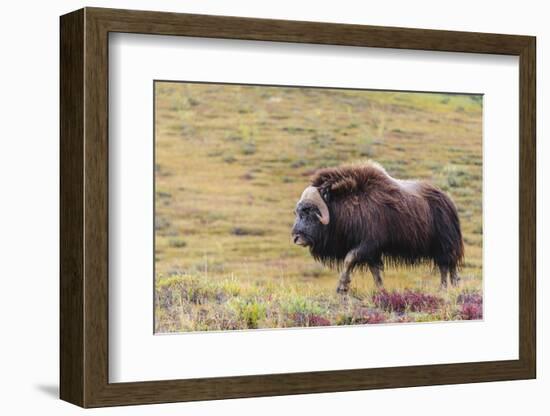 USA, Alaska, Noatak National Preserve. Bull Muskox on the arctic tundra.-Fredrik Norrsell-Framed Photographic Print