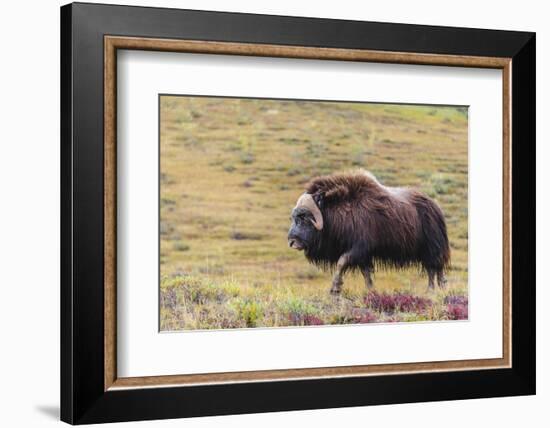 USA, Alaska, Noatak National Preserve. Bull Muskox on the arctic tundra.-Fredrik Norrsell-Framed Photographic Print