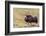 USA, Alaska, Noatak National Preserve. Bull Muskox on the arctic tundra.-Fredrik Norrsell-Framed Photographic Print