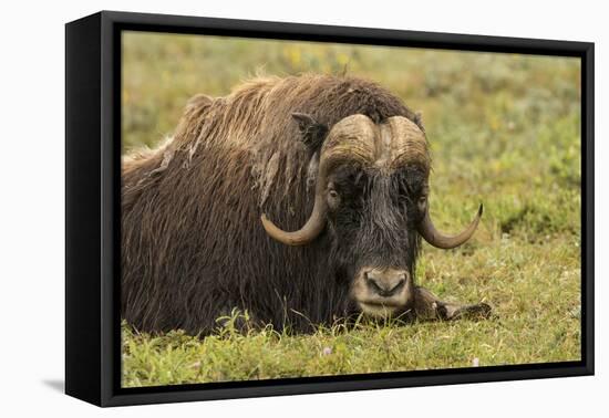USA, Alaska, Nome. Adult musk ox bull resting.-Jaynes Gallery-Framed Premier Image Canvas
