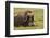 USA, Alaska, Nome. Adult musk ox bull resting.-Jaynes Gallery-Framed Photographic Print