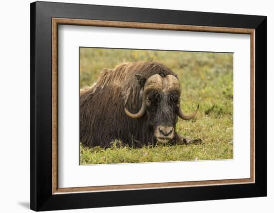 USA, Alaska, Nome. Adult musk ox bull resting.-Jaynes Gallery-Framed Photographic Print