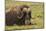 USA, Alaska, Nome. Adult musk ox bull resting.-Jaynes Gallery-Mounted Photographic Print