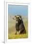 USA, Alaska, Nome. Male musk ox climbing onto hilltop.-Jaynes Gallery-Framed Photographic Print