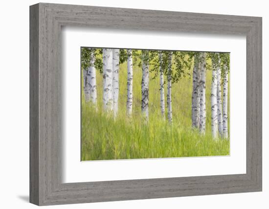 USA, Alaska. Paper birch trees and grass.-Jaynes Gallery-Framed Photographic Print