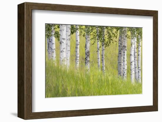 USA, Alaska. Paper birch trees and grass.-Jaynes Gallery-Framed Photographic Print