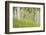 USA, Alaska. Paper birch trees and grass.-Jaynes Gallery-Framed Photographic Print