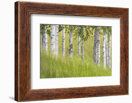 USA, Alaska. Paper birch trees and grass.-Jaynes Gallery-Framed Photographic Print