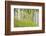 USA, Alaska. Paper birch trees and grass.-Jaynes Gallery-Framed Photographic Print