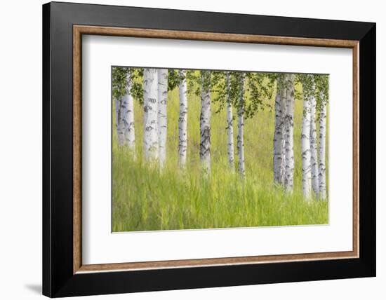 USA, Alaska. Paper birch trees and grass.-Jaynes Gallery-Framed Photographic Print