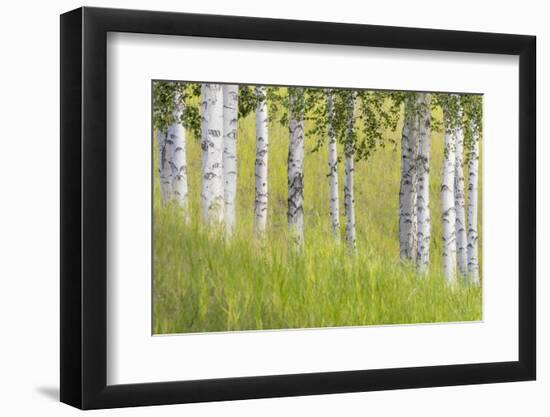 USA, Alaska. Paper birch trees and grass.-Jaynes Gallery-Framed Photographic Print