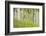 USA, Alaska. Paper birch trees and grass.-Jaynes Gallery-Framed Photographic Print