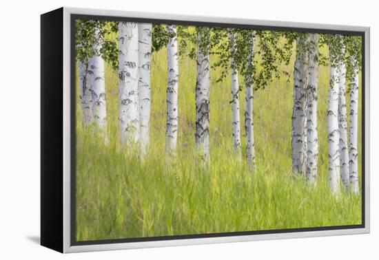 USA, Alaska. Paper birch trees and grass.-Jaynes Gallery-Framed Premier Image Canvas