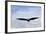 USA, Alaska, Southeast, Ketchikan, Bald Eagle-Savanah Stewart-Framed Photographic Print