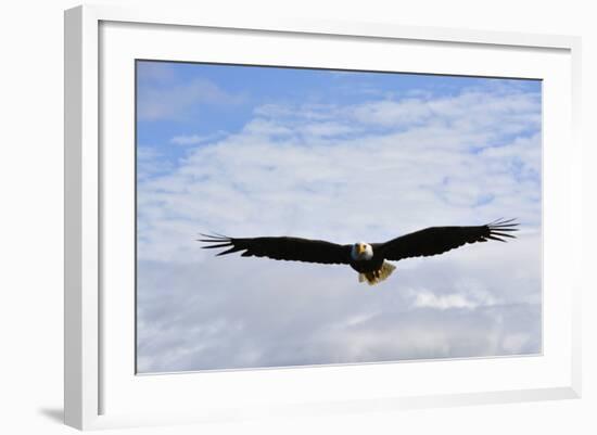 USA, Alaska, Southeast, Ketchikan, Bald Eagle-Savanah Stewart-Framed Photographic Print