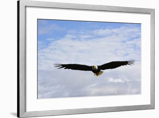 USA, Alaska, Southeast, Ketchikan, Bald Eagle-Savanah Stewart-Framed Photographic Print