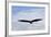 USA, Alaska, Southeast, Ketchikan, Bald Eagle-Savanah Stewart-Framed Photographic Print