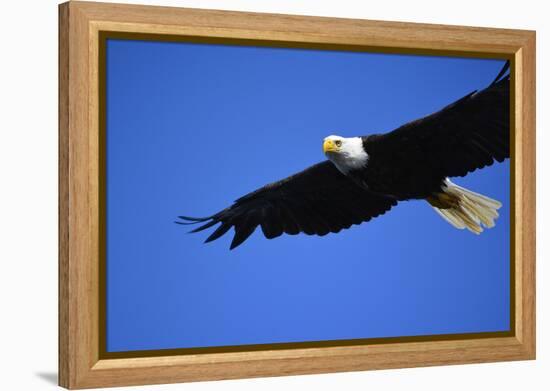 USA, Alaska, Southeast, Ketchikan, Bald Eagle-Savanah Stewart-Framed Premier Image Canvas