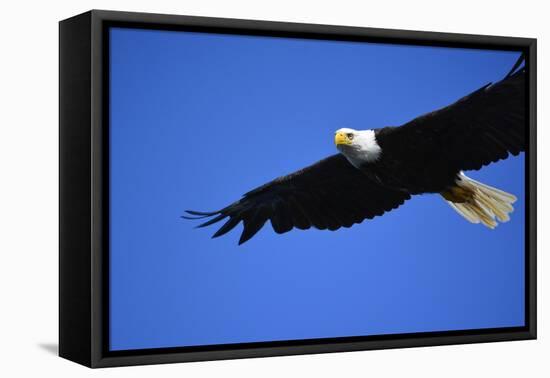 USA, Alaska, Southeast, Ketchikan, Bald Eagle-Savanah Stewart-Framed Premier Image Canvas