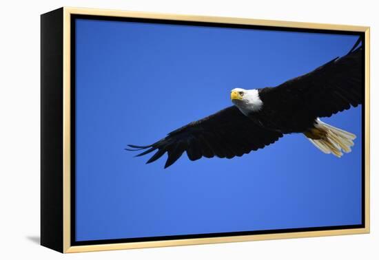 USA, Alaska, Southeast, Ketchikan, Bald Eagle-Savanah Stewart-Framed Premier Image Canvas