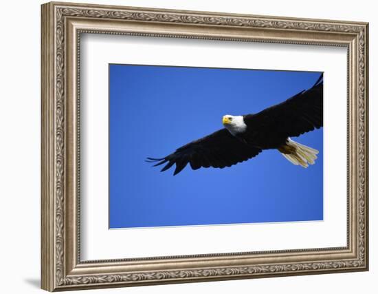 USA, Alaska, Southeast, Ketchikan, Bald Eagle-Savanah Stewart-Framed Photographic Print