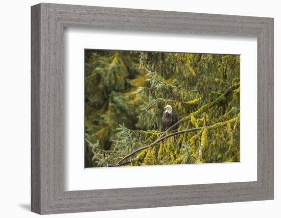 USA, Alaska, Tongass National Forest. Bald eagle in tree.-Jaynes Gallery-Framed Photographic Print