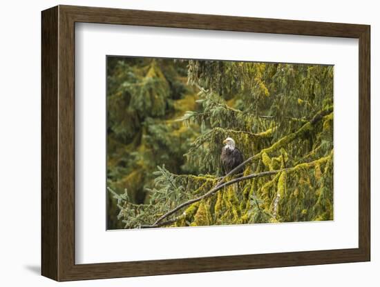 USA, Alaska, Tongass National Forest. Bald eagle in tree.-Jaynes Gallery-Framed Photographic Print