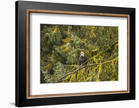 USA, Alaska, Tongass National Forest. Bald eagle in tree.-Jaynes Gallery-Framed Photographic Print