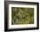 USA, Alaska, Tongass National Forest. Bald eagle in tree.-Jaynes Gallery-Framed Photographic Print